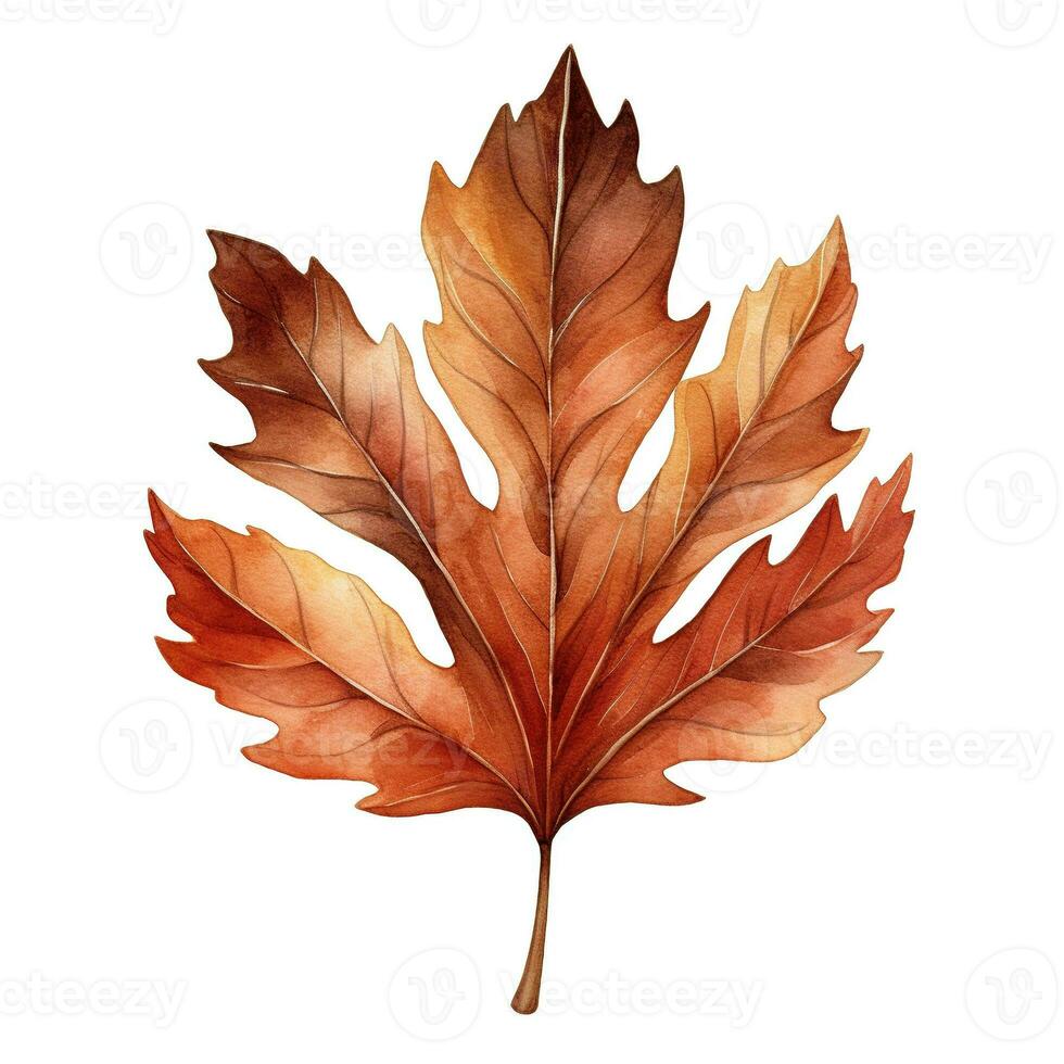 Watercolor illustration of autumn maple leaf. Isolated clipart on white background photo