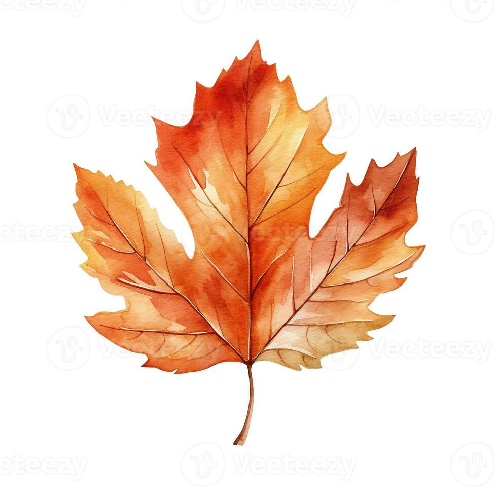 Watercolor illustration of autumn maple leaf. Isolated clipart on white background photo