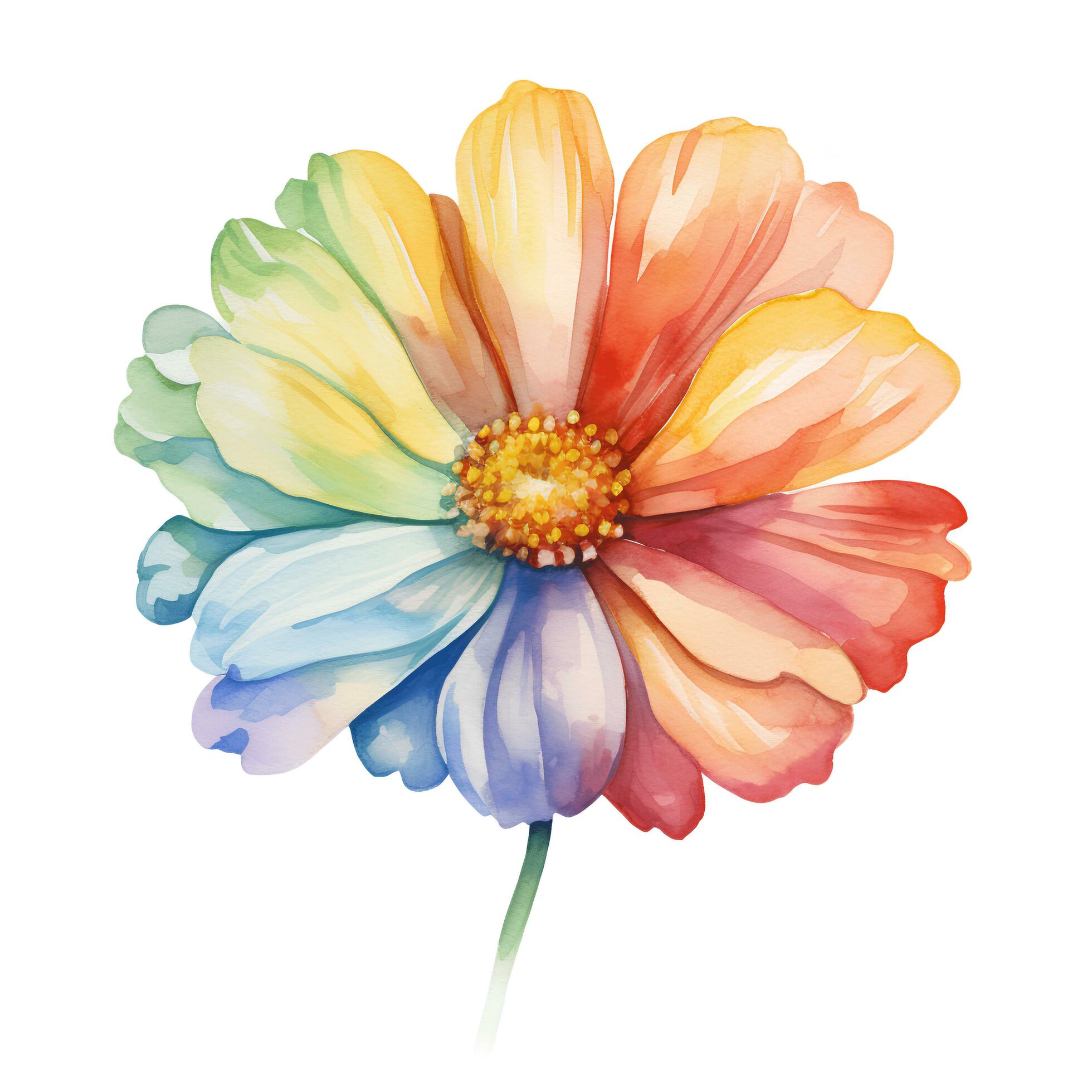 Bright watercolor flower in rainbow colors, single element on a white