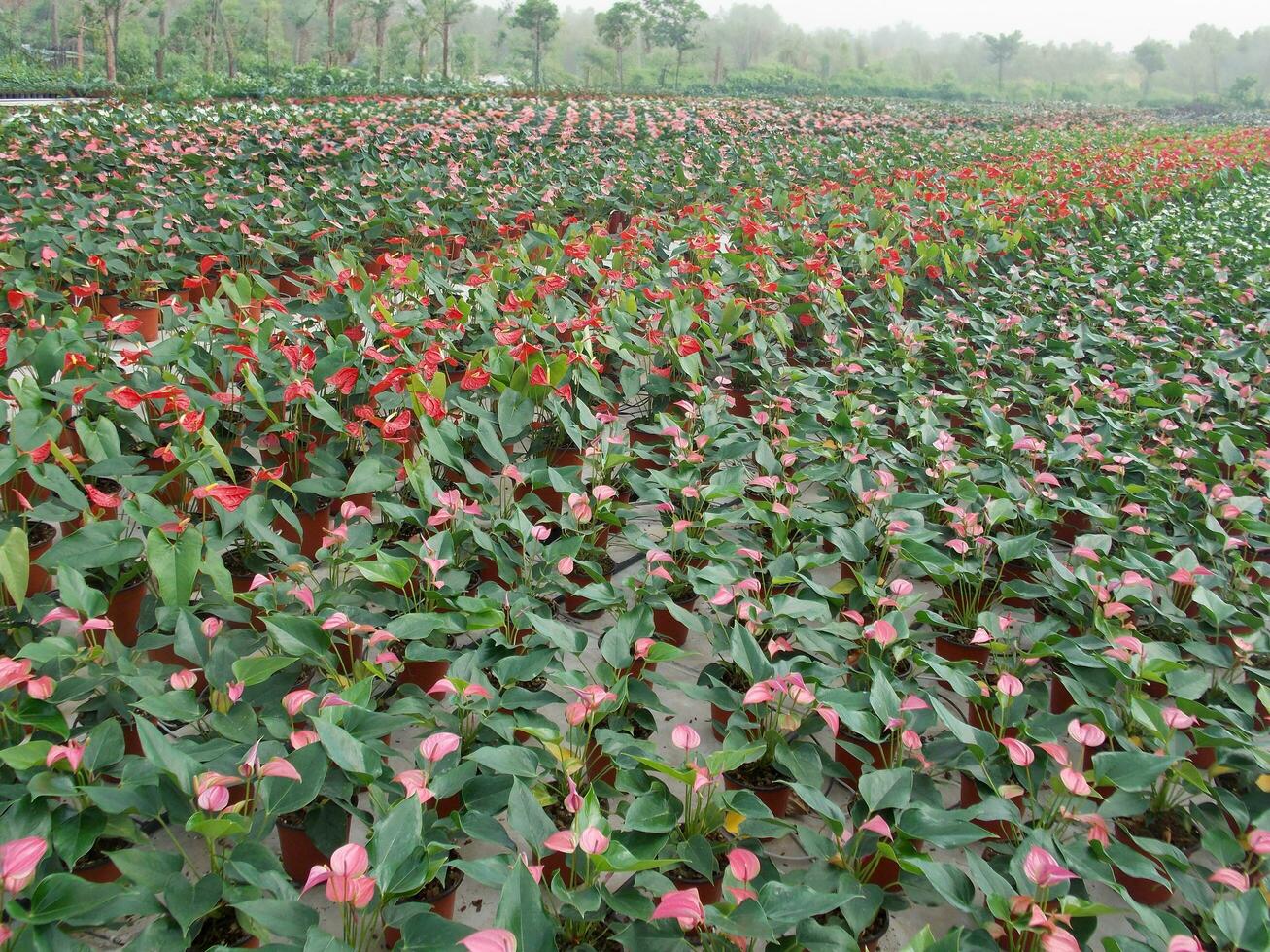 Anthurium or Flamingo flower in nature garden photo