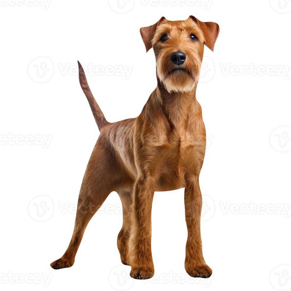 Irish Terrier Dog isolated on png background