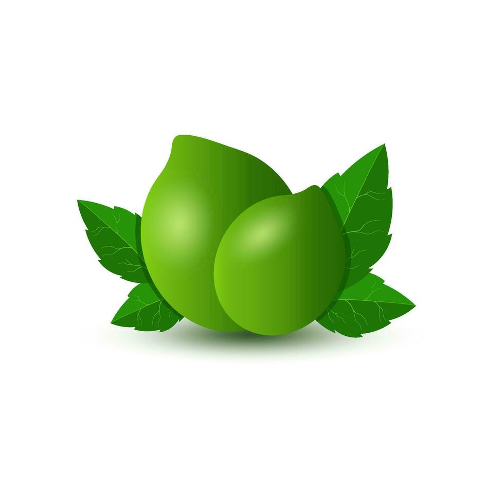 Illustration of fresh green lemon isolated on white background vector