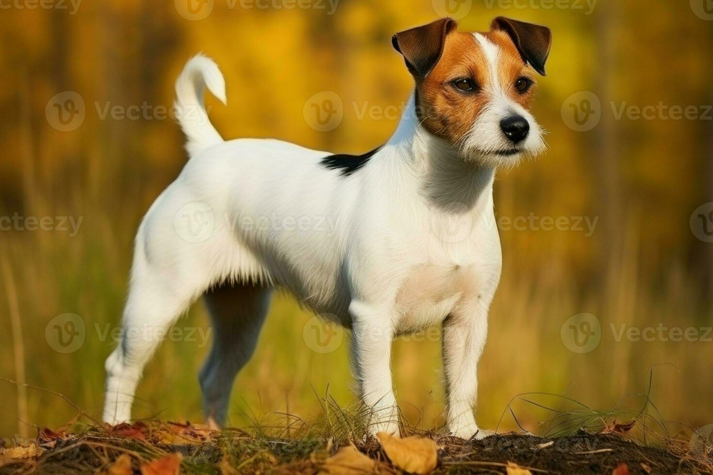 Obedient Dog russel terrier. Generate Ai photo