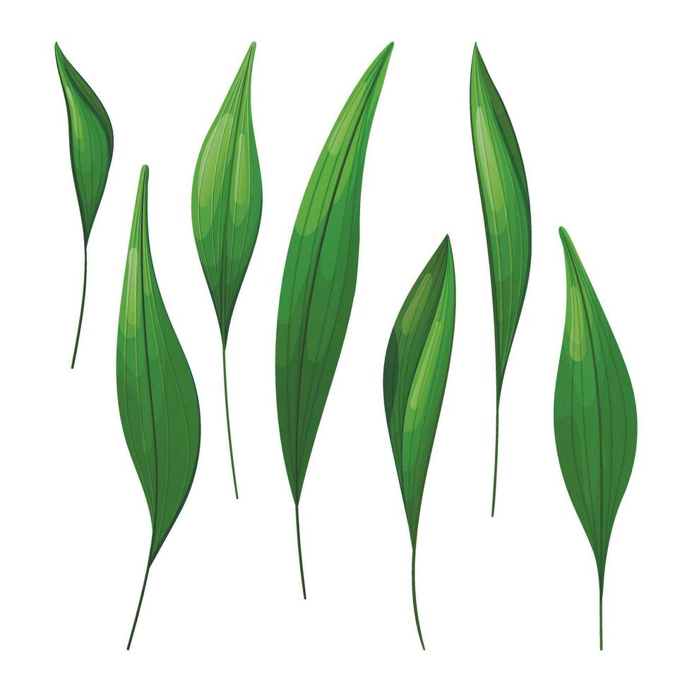 Isolated leaves of house plant Aspidistra tall or cash iron. vector