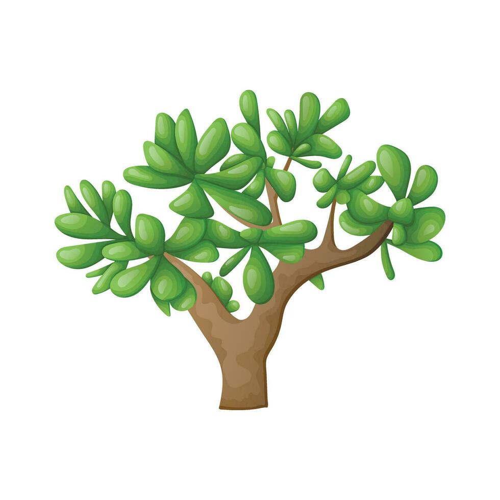 Home plant succulent crassula or jade bonsai vector