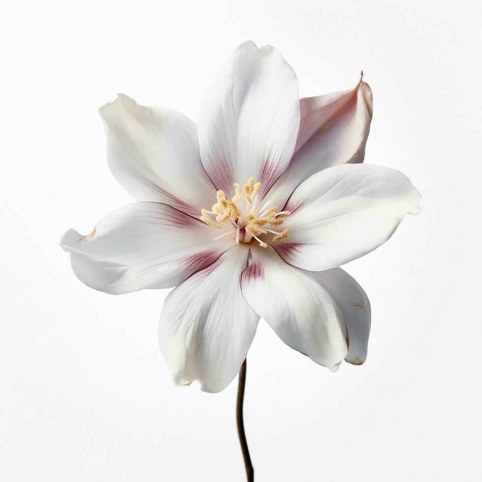 Image of a flower on a white background photo