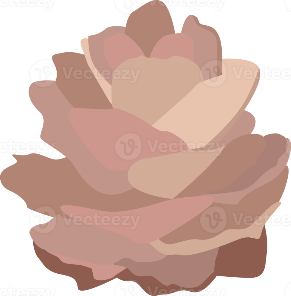 Pine cone. PNG, transparency. One element. png