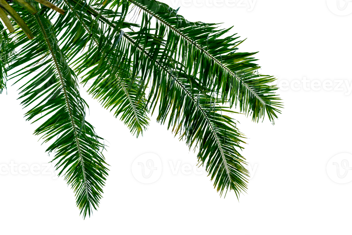 leaf coconut tree isolated png