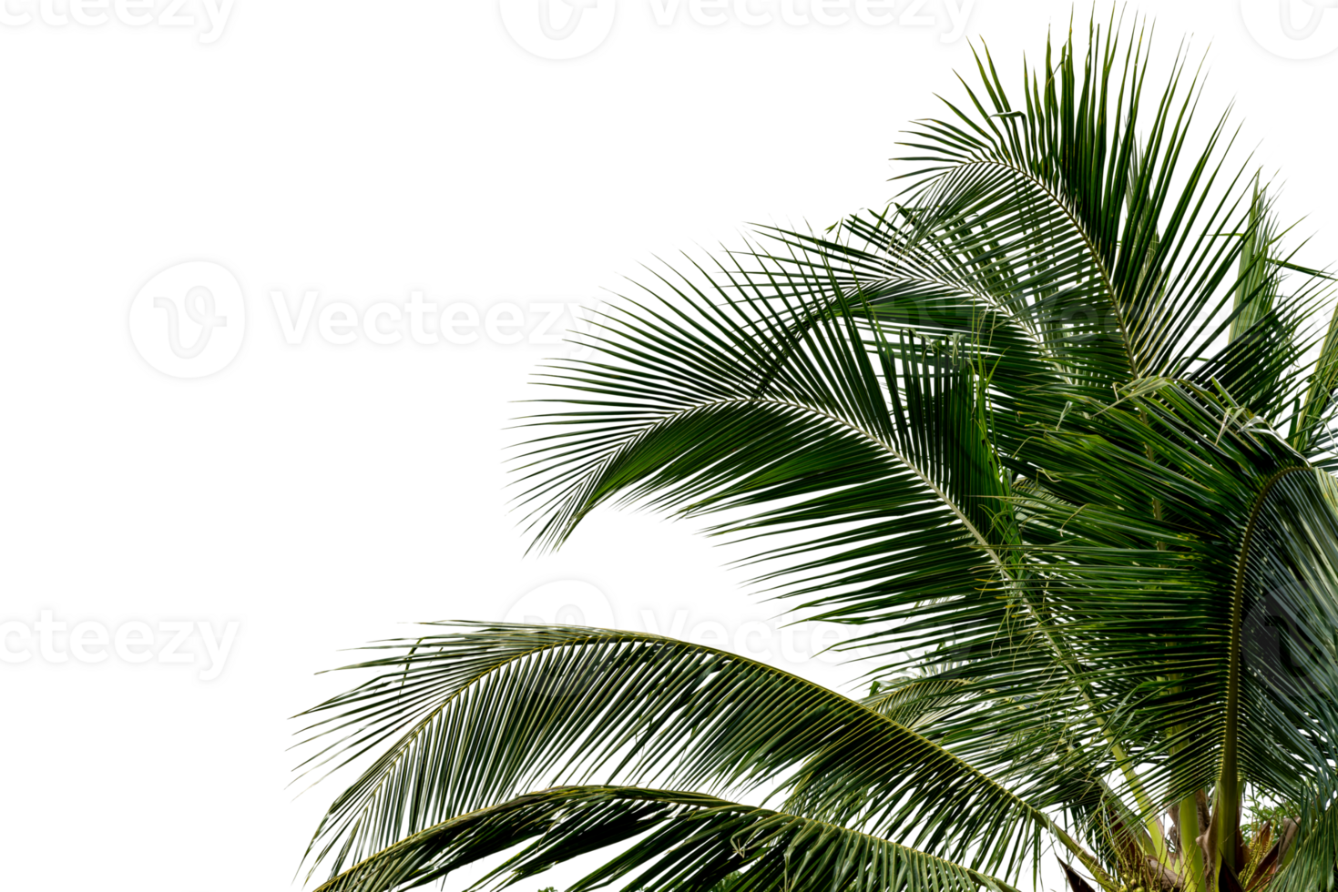 Green Leaves of palm,coconut tree bending isolated png