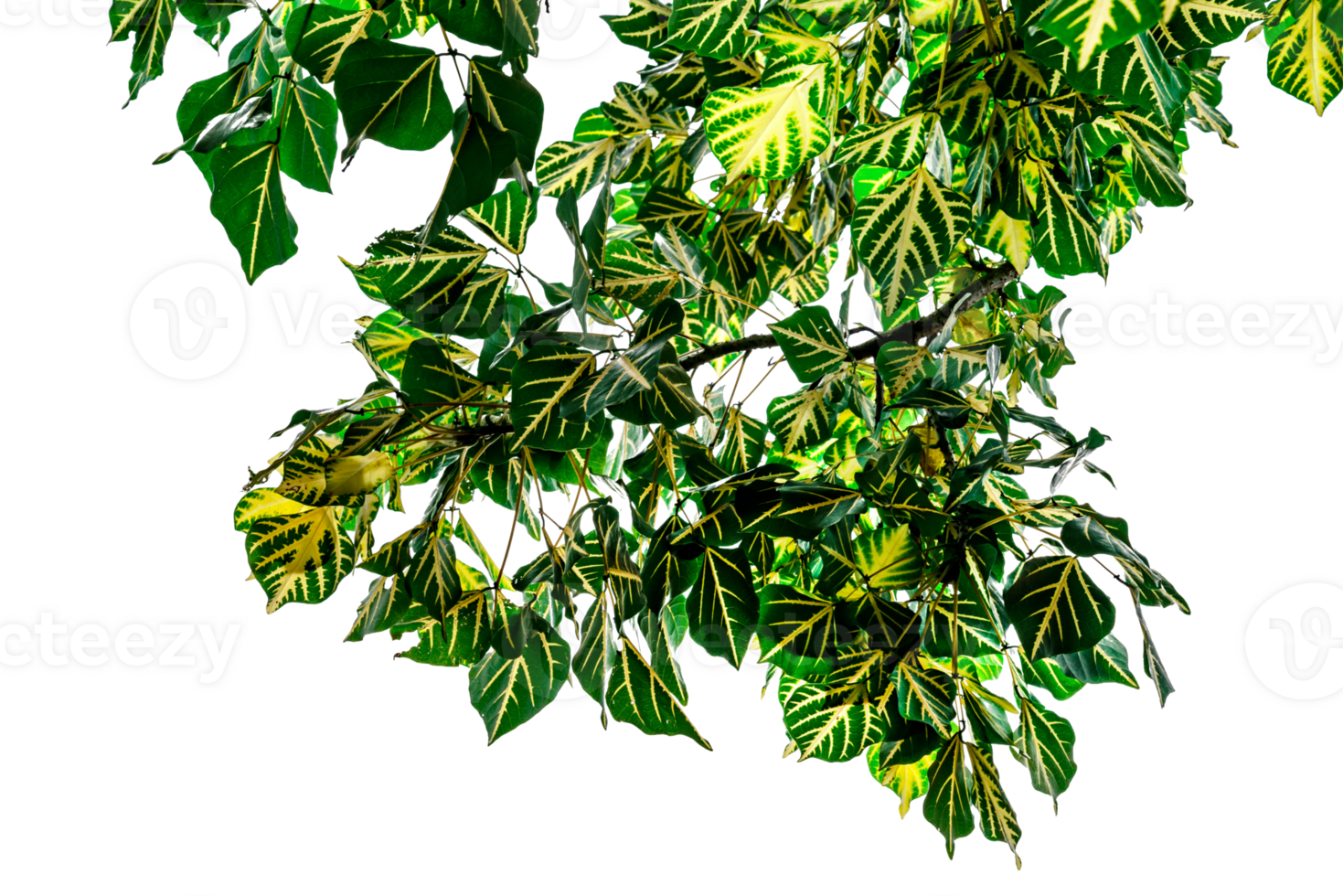 Green leaves pattern, leaf Erythrina variegata isolated png