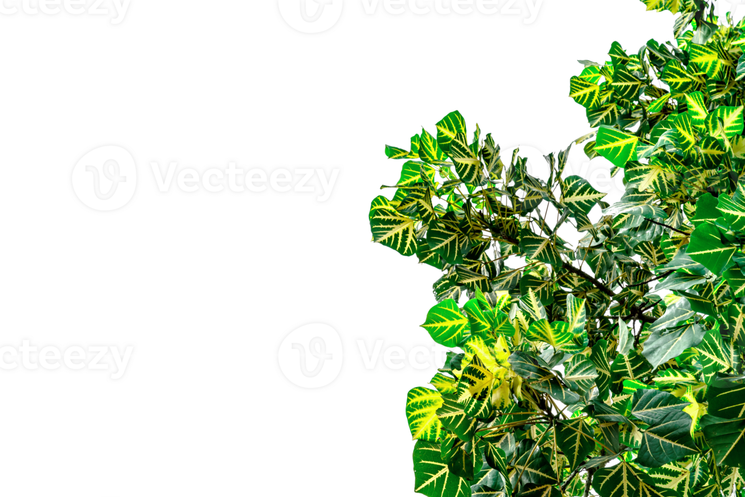 Green leaves pattern, leaf Erythrina variegata isolated png