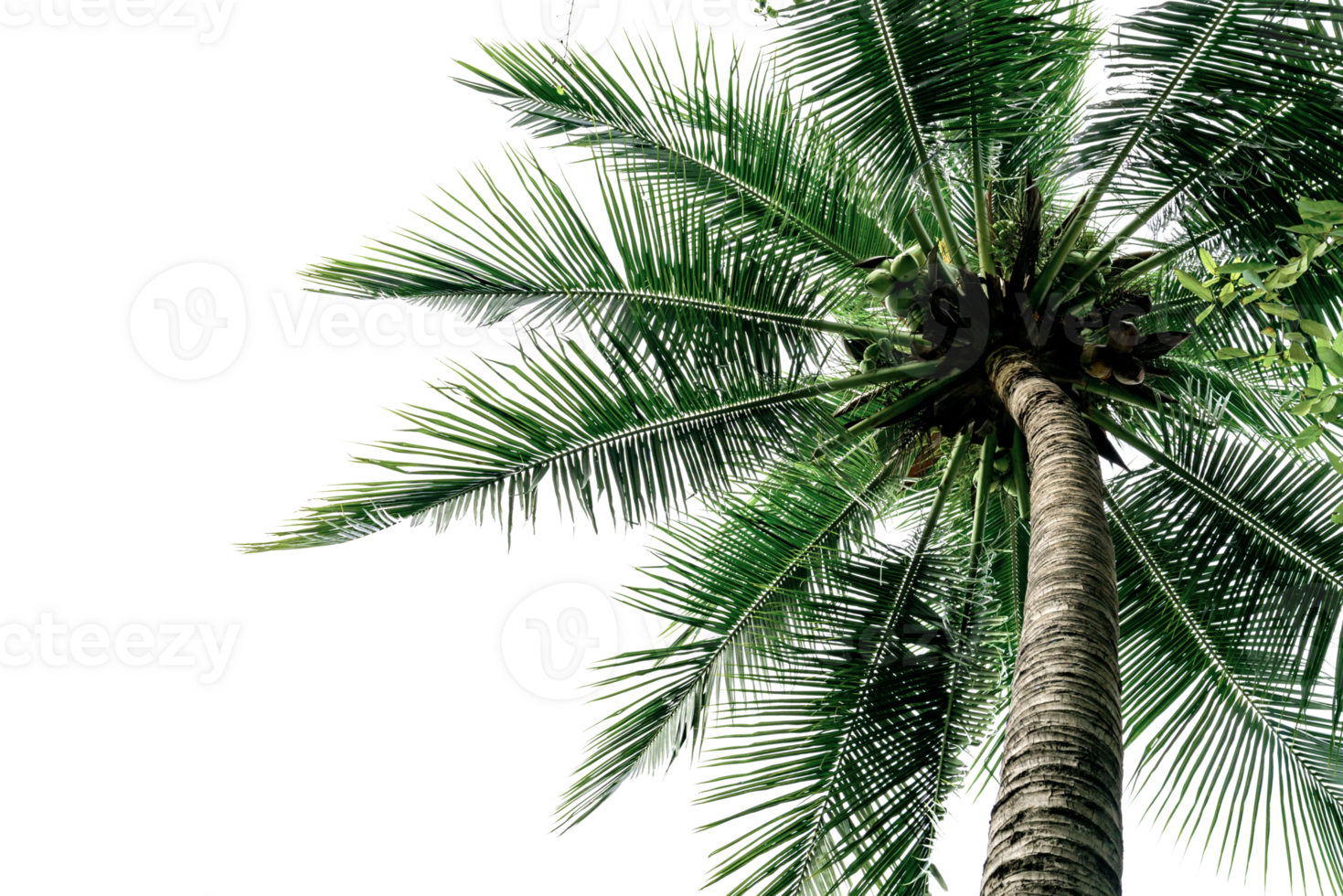 Green Leaves of palm,coconut tree bending isolated png