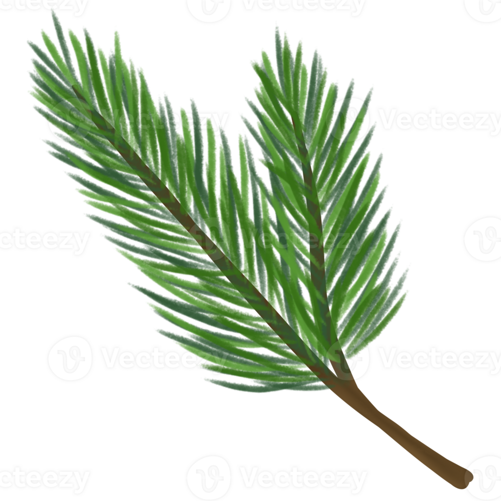 a branch of pine tree on a transparent background png