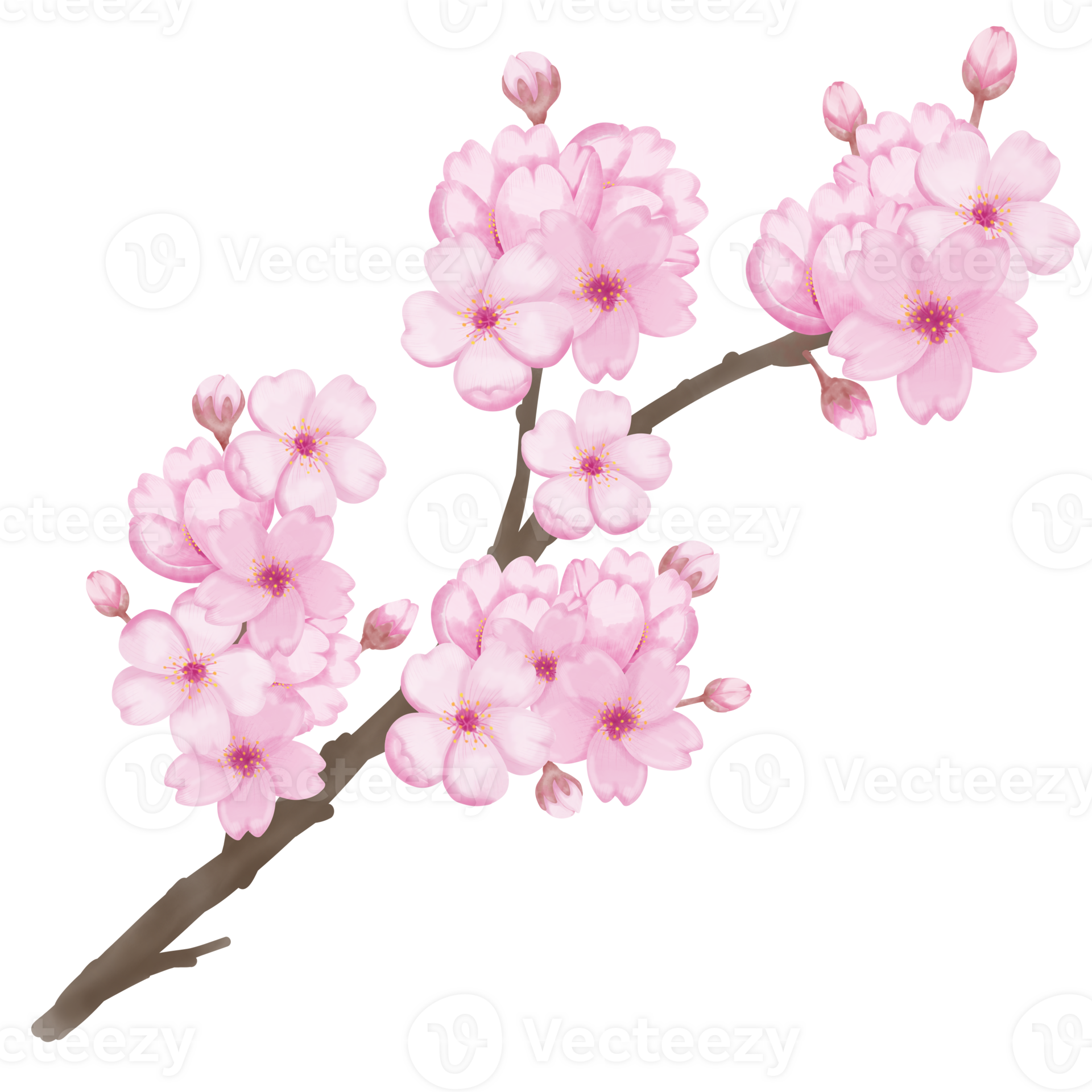 cherry blossom clipart 33229135 PNG