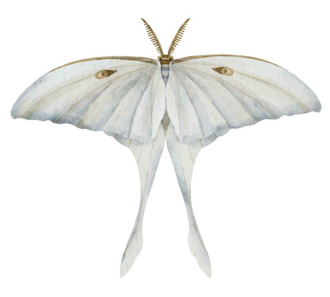 White Luna Moth on isolated background. Watercolor illustration of Night moon Butterfly. Hand drawn clip art of a flying insect with light blue wings. Drawing of esoteric magic aquarelle print vector
