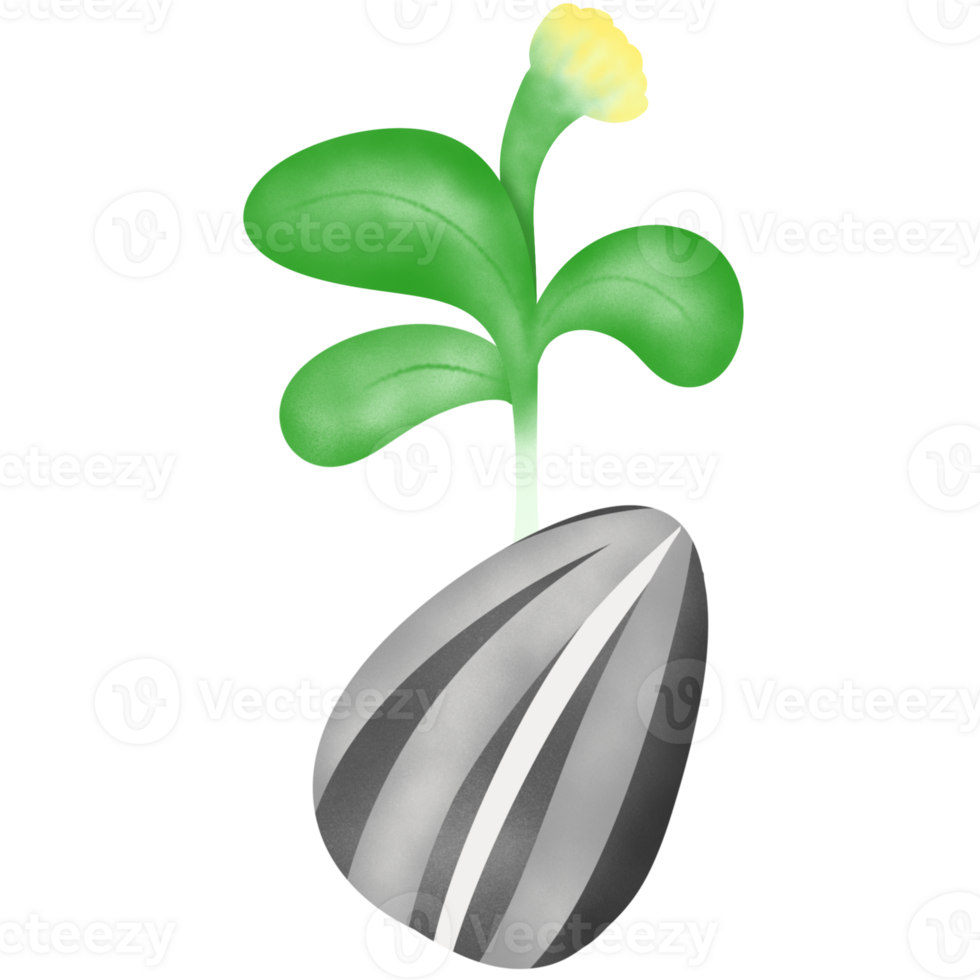 Sunflower seeds that look cute and sprouts grow out of them. png