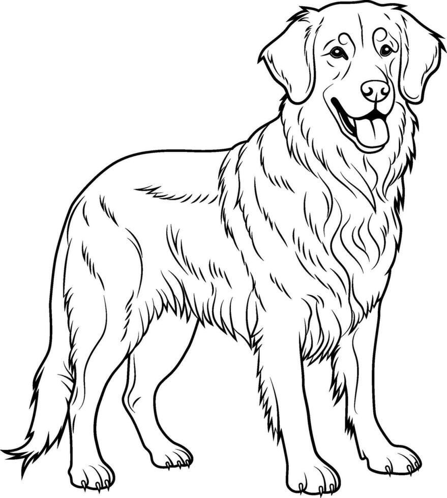 A black and white drawing of Golden retriever. Hand drawn outline vector