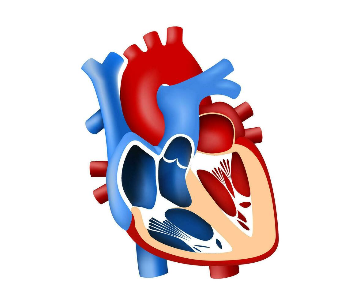 función y definición humano corazón tridimensional vector