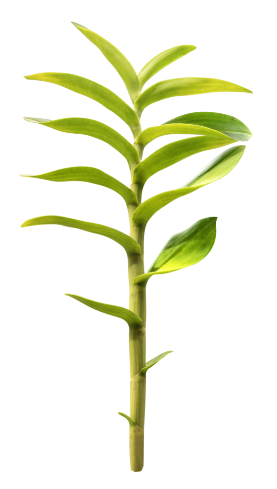 Orchid green leaf png