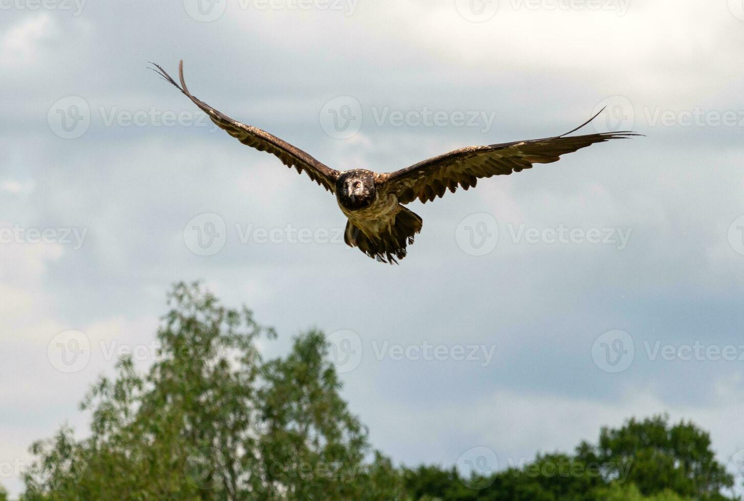 Owl fying across the sky photo