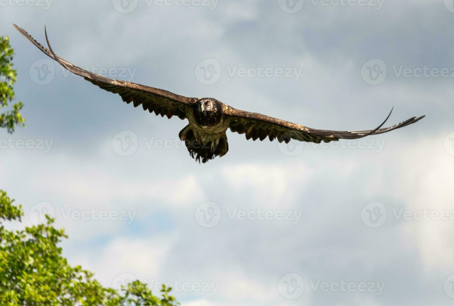 Owl fying across the sky photo