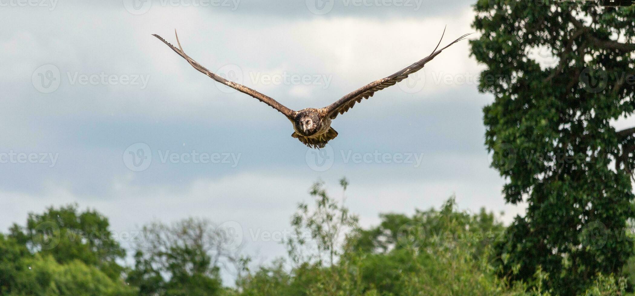 Owl fying across the sky photo