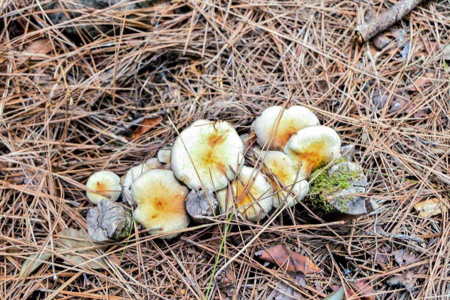 a group of mushrooms growing on a stump in the woods photo