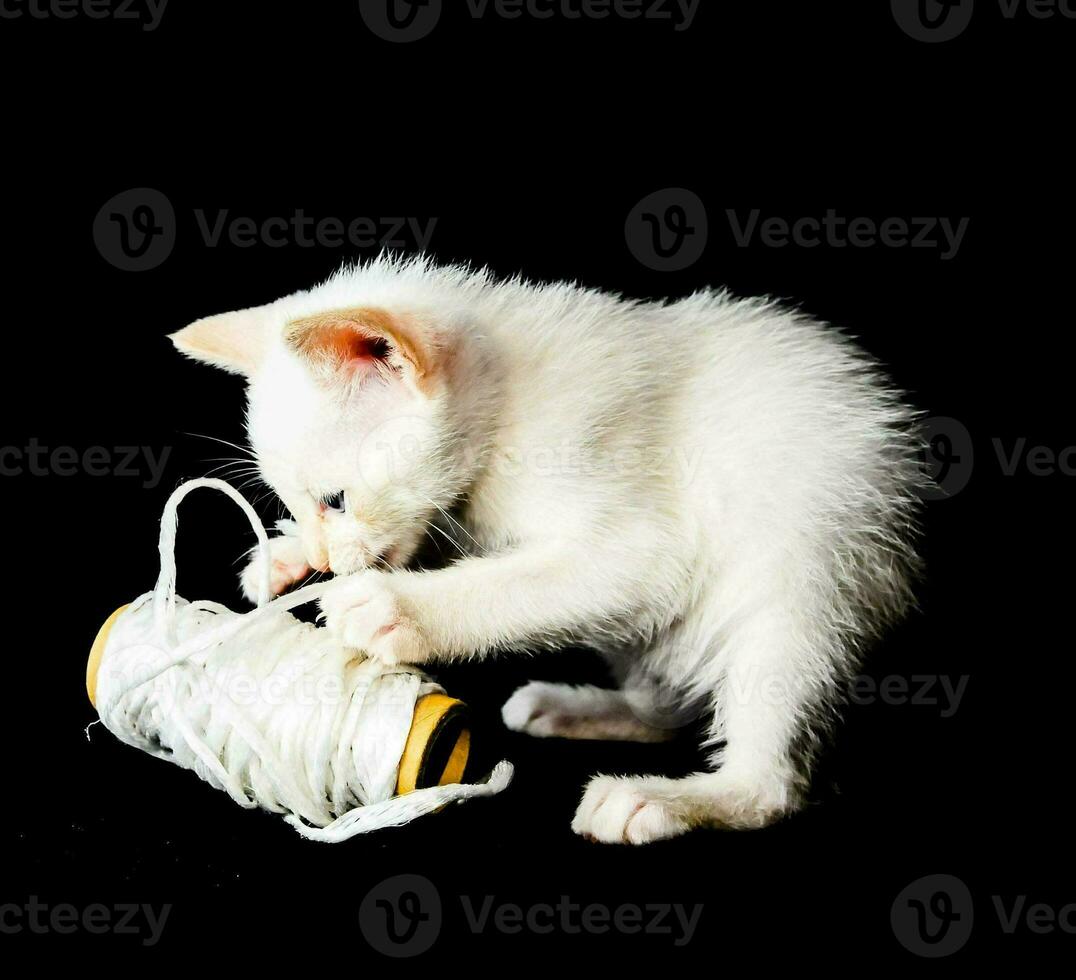 un blanco gatito jugando con un cuerda de hilo foto