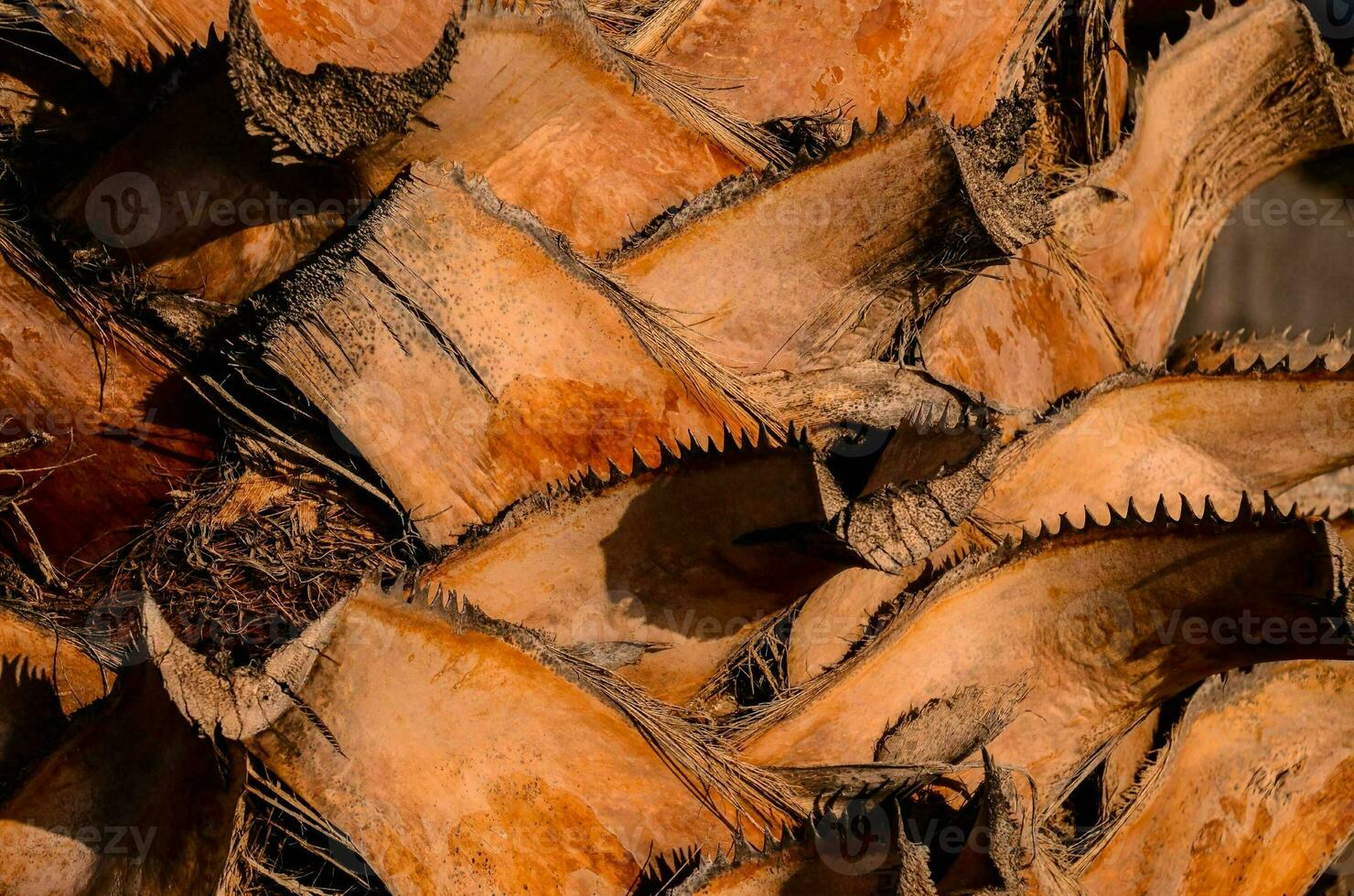 a close up of a palm tree with many leaves photo