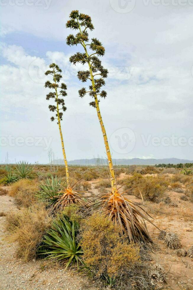 dos alto plantas en el Desierto con un azul cielo foto