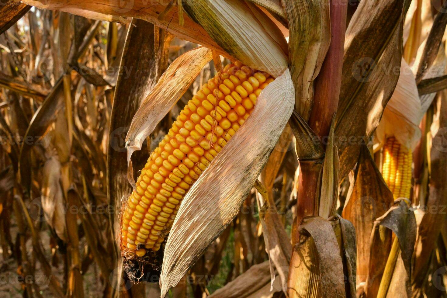 corn on the cob in a field photo