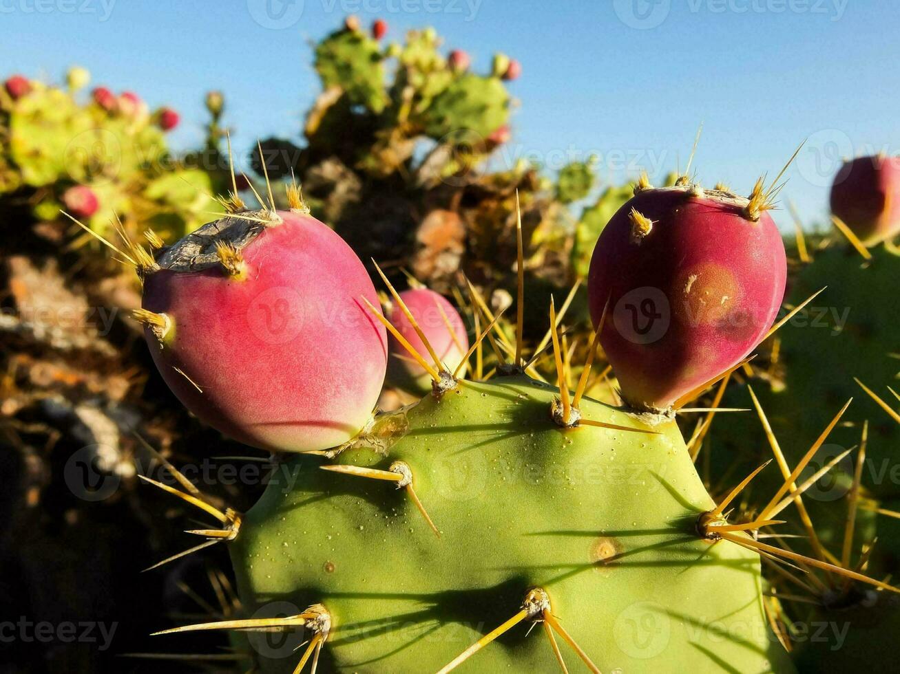 a cactus plant with pink flowers and green leaves photo