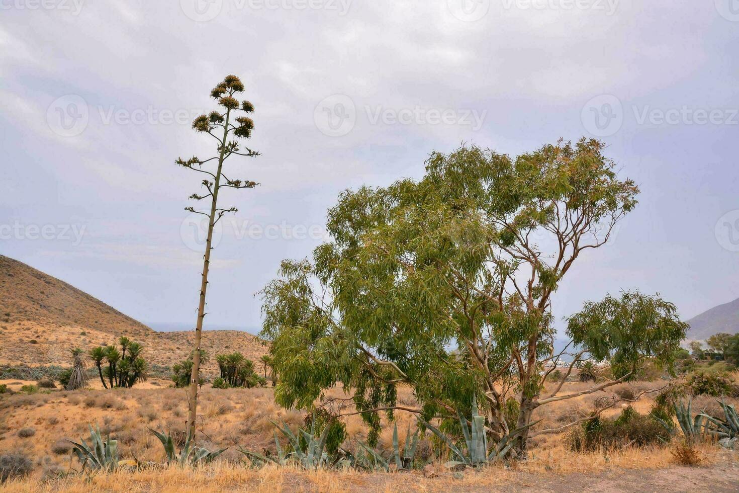 a desert landscape with a tree and a cactus photo