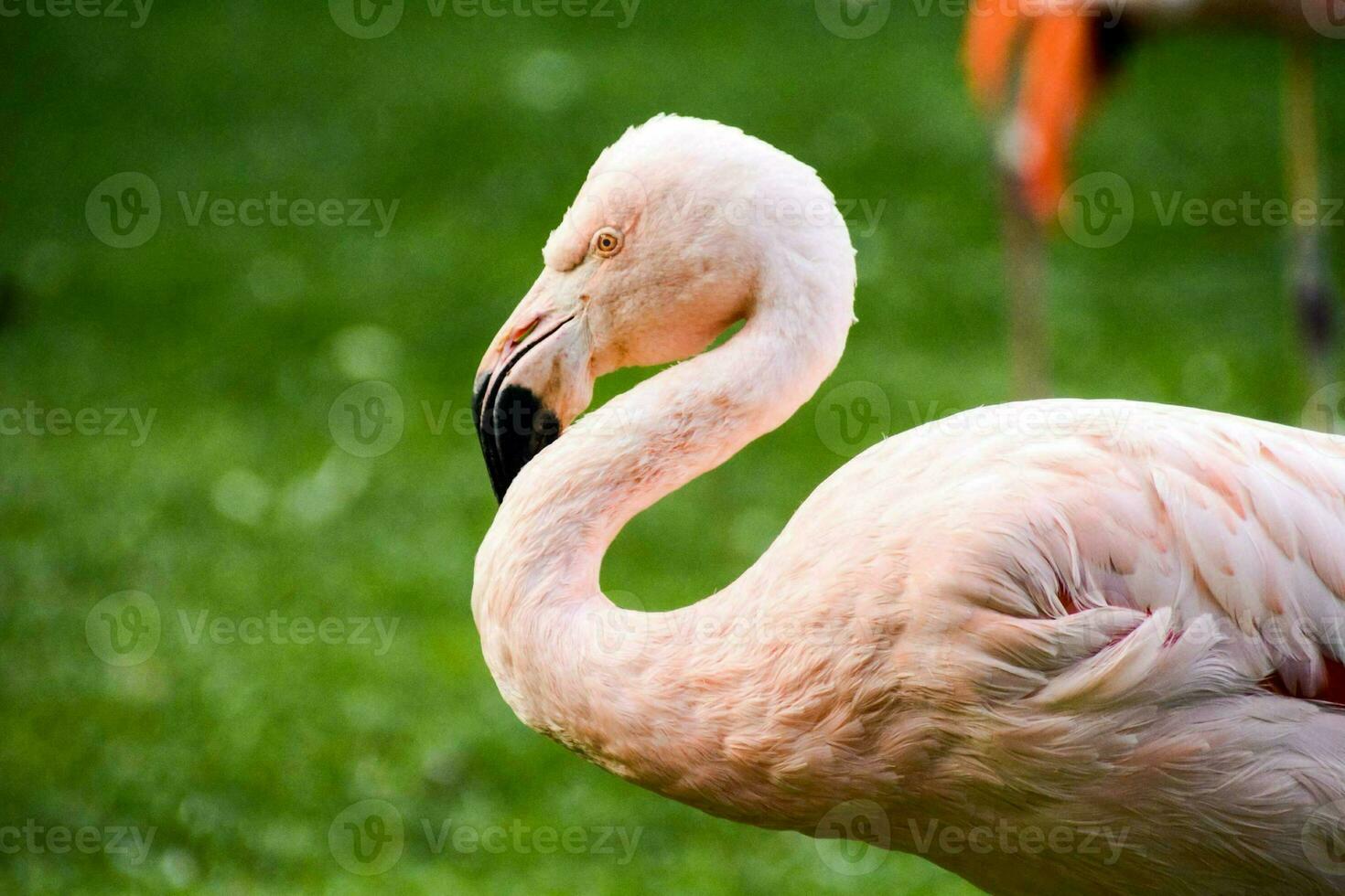 un rosado flamenco es en pie en el césped foto