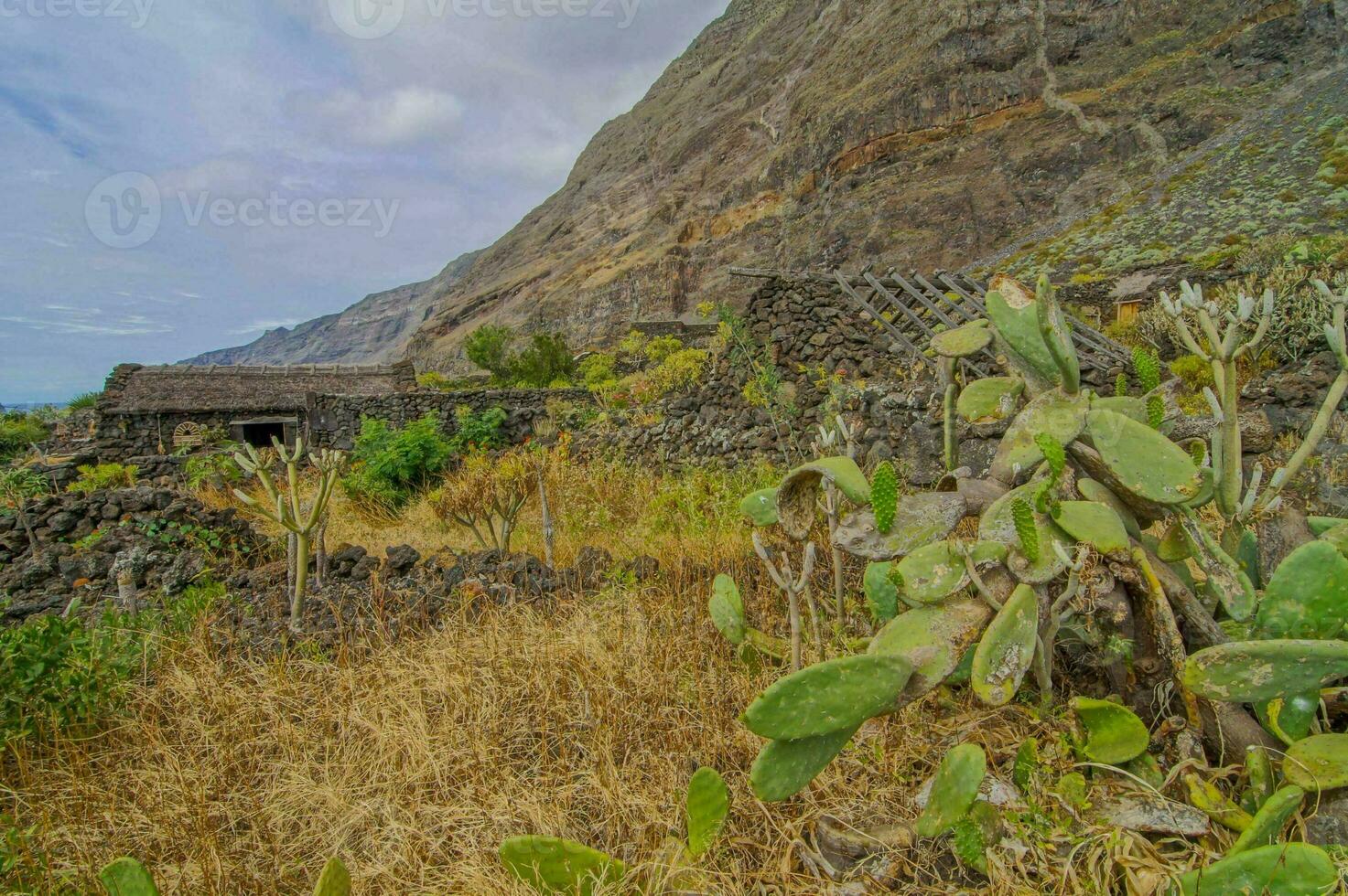 un cactus planta en frente de un Roca edificio foto