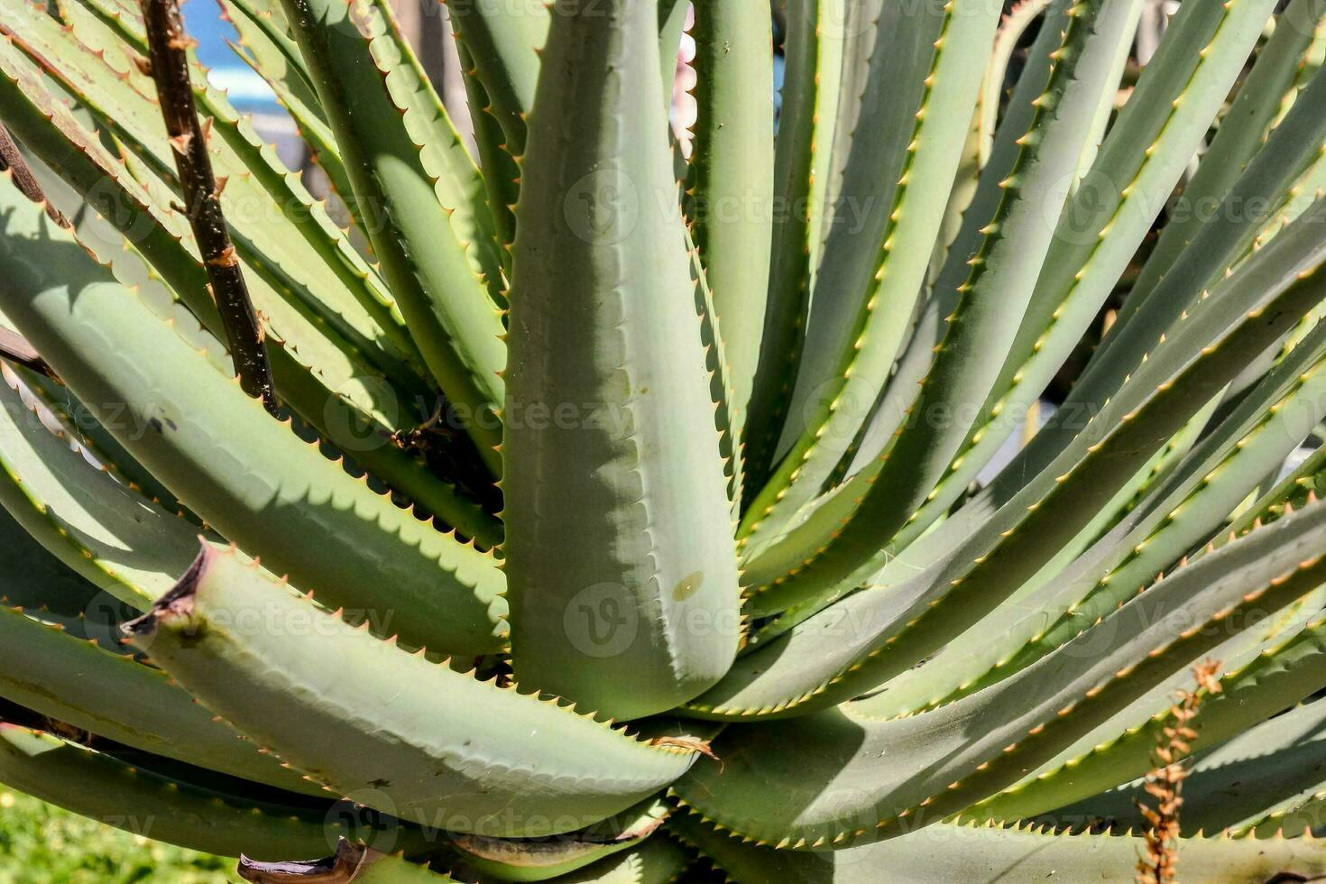 un áloe vera planta con muchos verde hojas foto