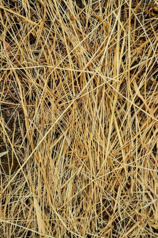 un cerca arriba de seco césped y malas hierbas foto