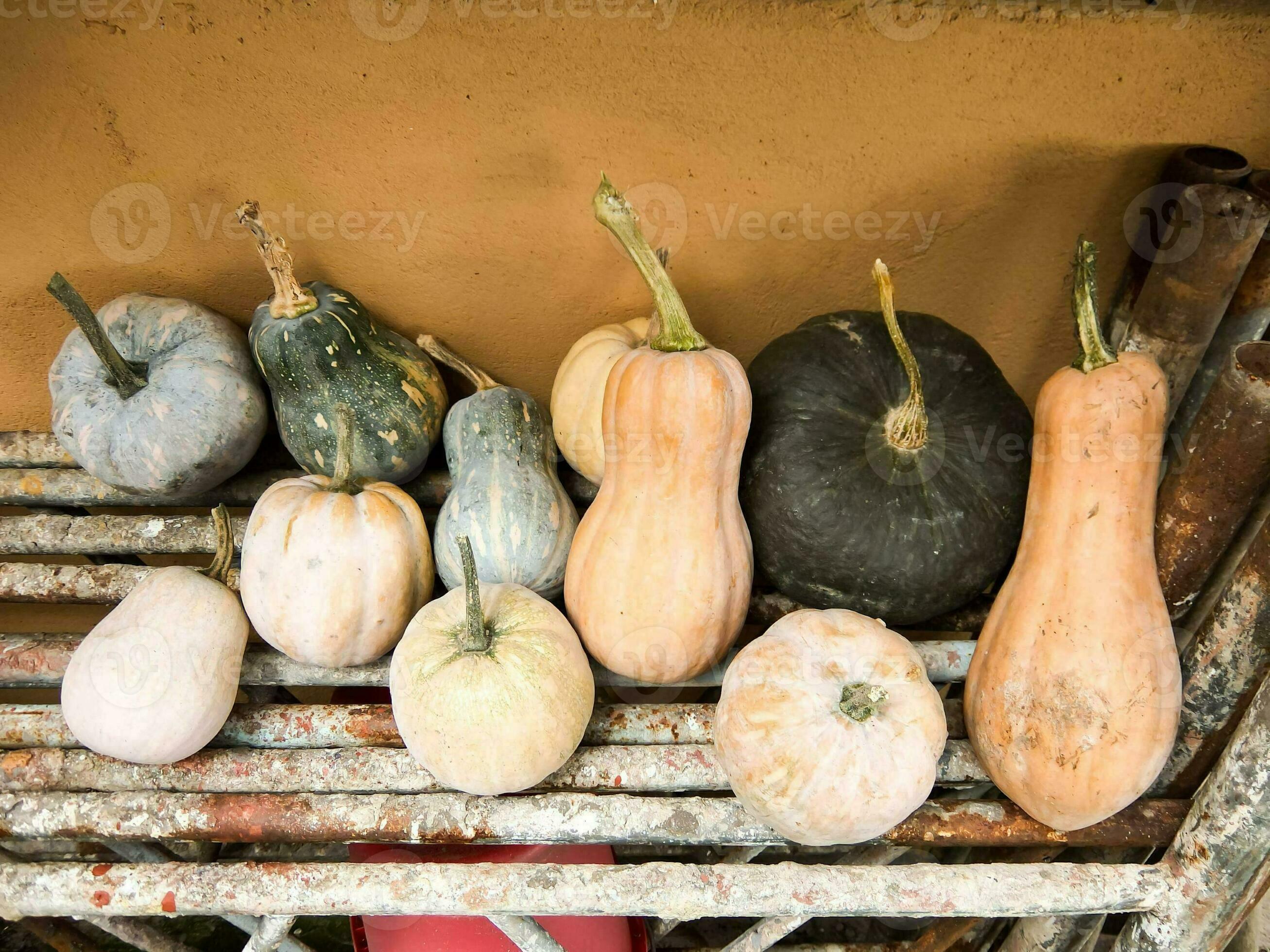 a group of different types of squash and gourds 33232062 Stock Photo at