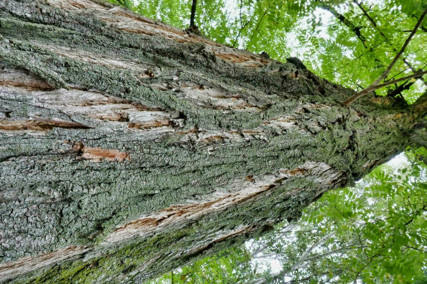 a large tree with bark on it photo