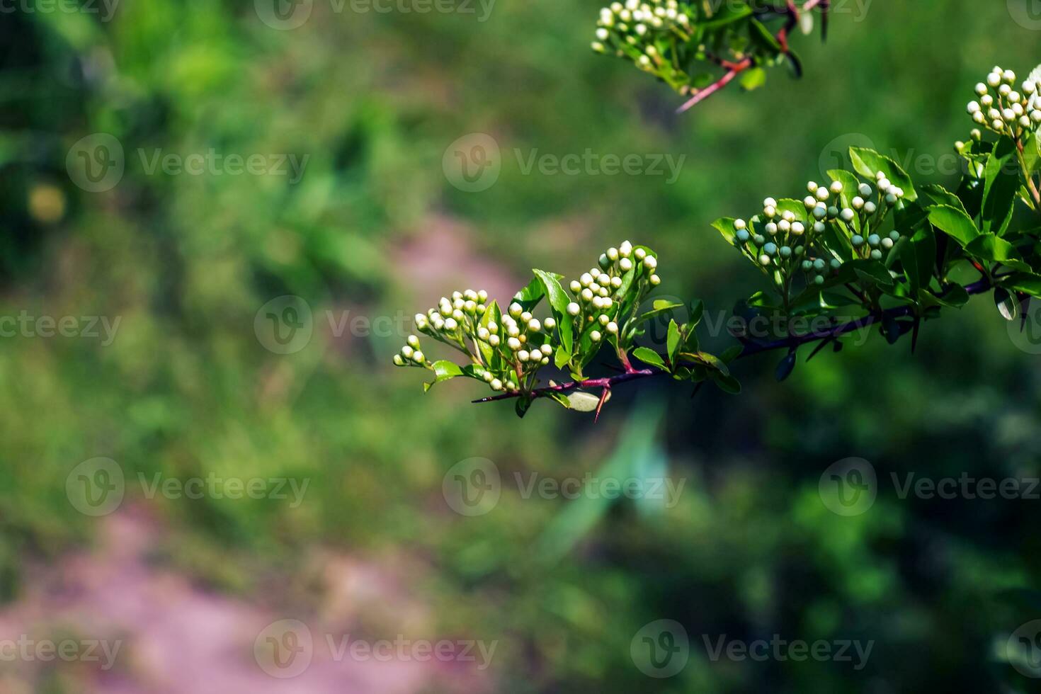 Nature spring background. Pyracantha coccinea white flowers in garden. White firethorn blossoming shrub outdoor. Blooming spring bush Pyracantha coccinea photo