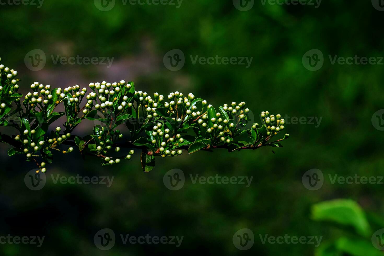 Nature spring background. Pyracantha coccinea white flowers in garden. White firethorn blossoming shrub outdoor. Blooming spring bush Pyracantha coccinea photo