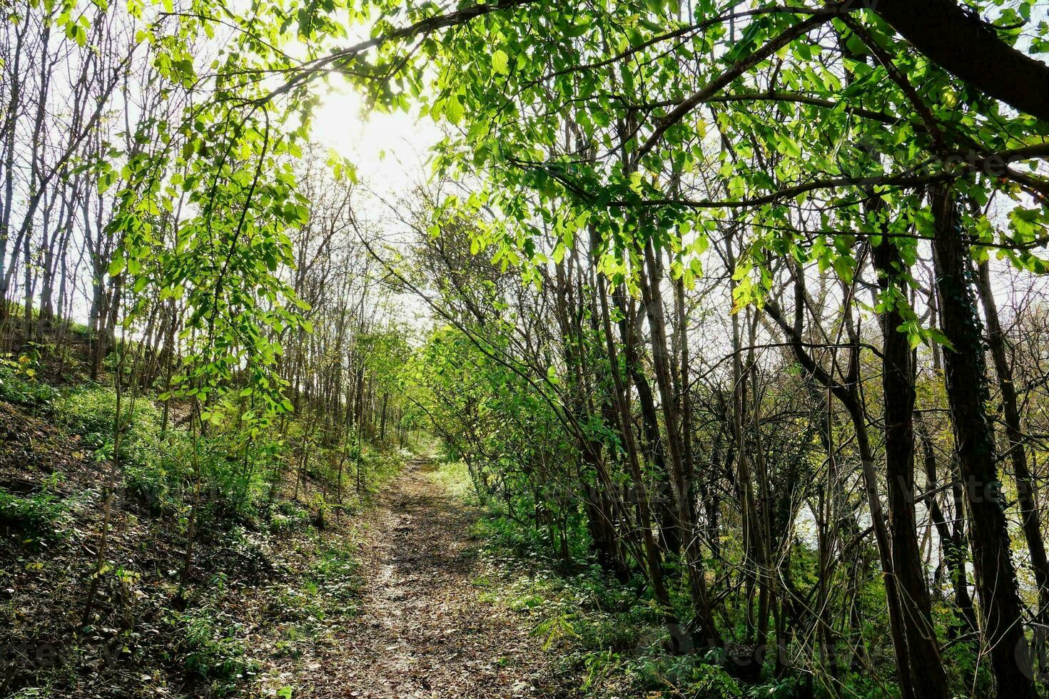Background with trees photo