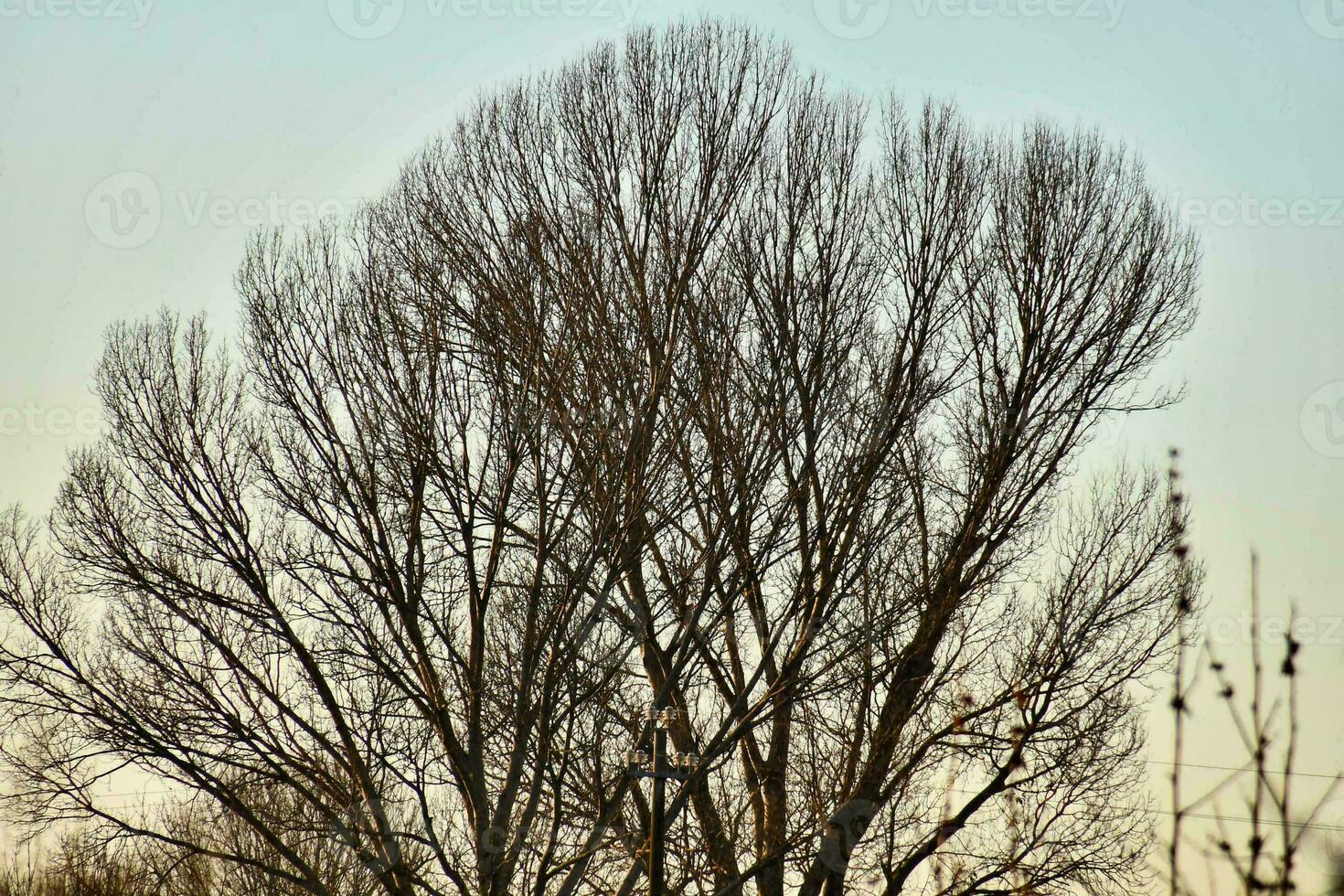 Background with trees photo