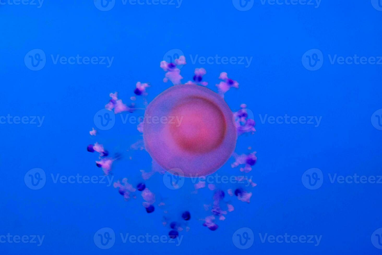 a jellyfish floating in the ocean with a blue background photo