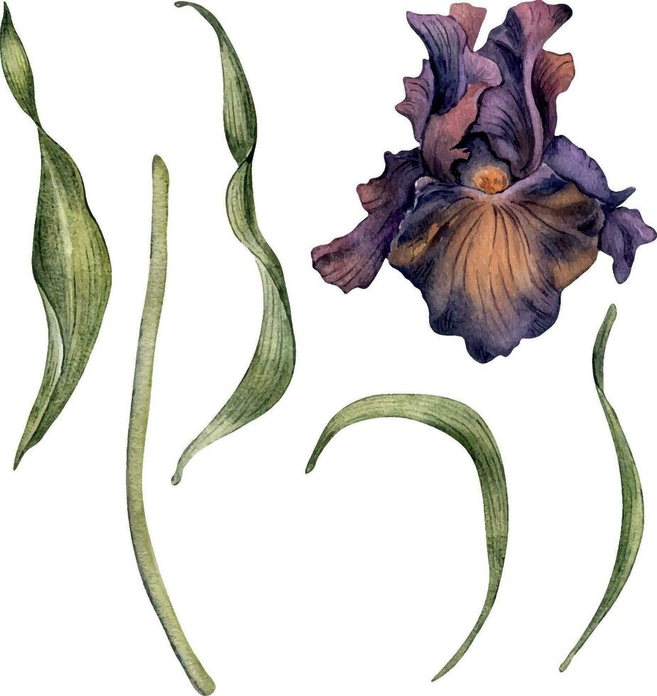 Watercolor dark purple Iris flower set isolated on white. Gothic floral leaves botanical Illustration hand drawn. Gothic Dark Wedding Decoration in vintage style. Element for invitation, backdrop vector