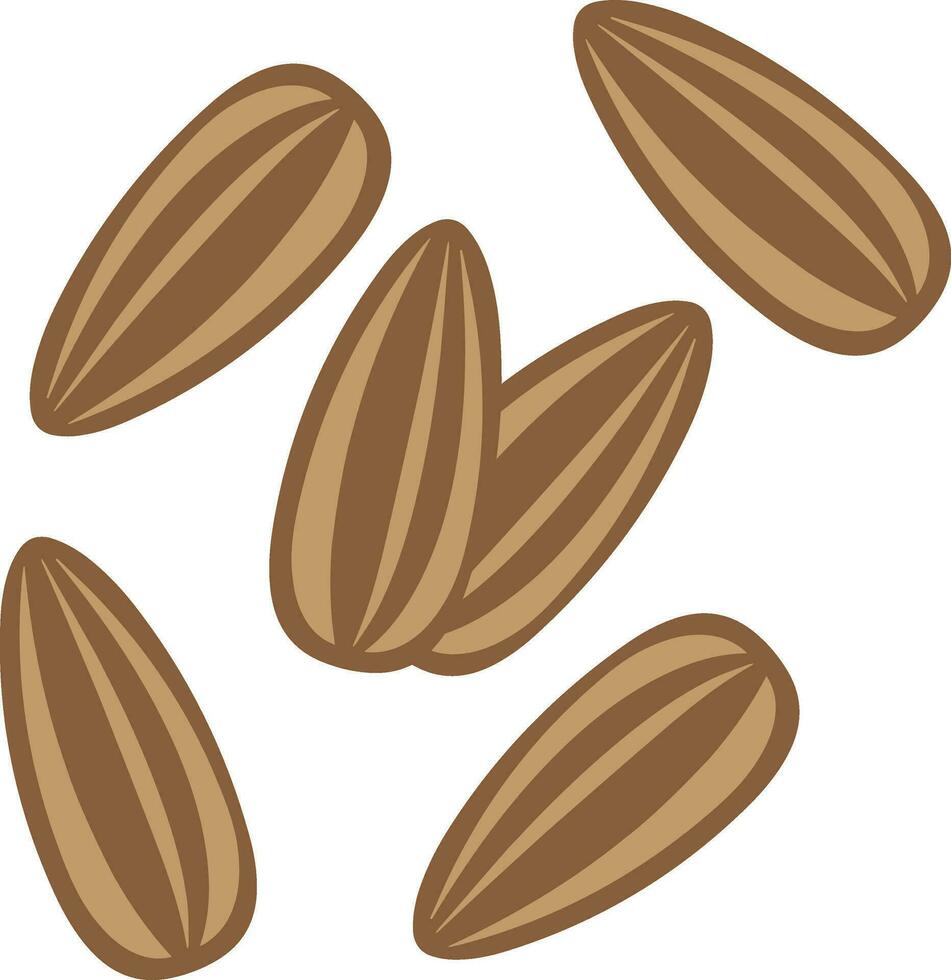 girasol semillas vector. girasol semillas en blanco antecedentes. vector