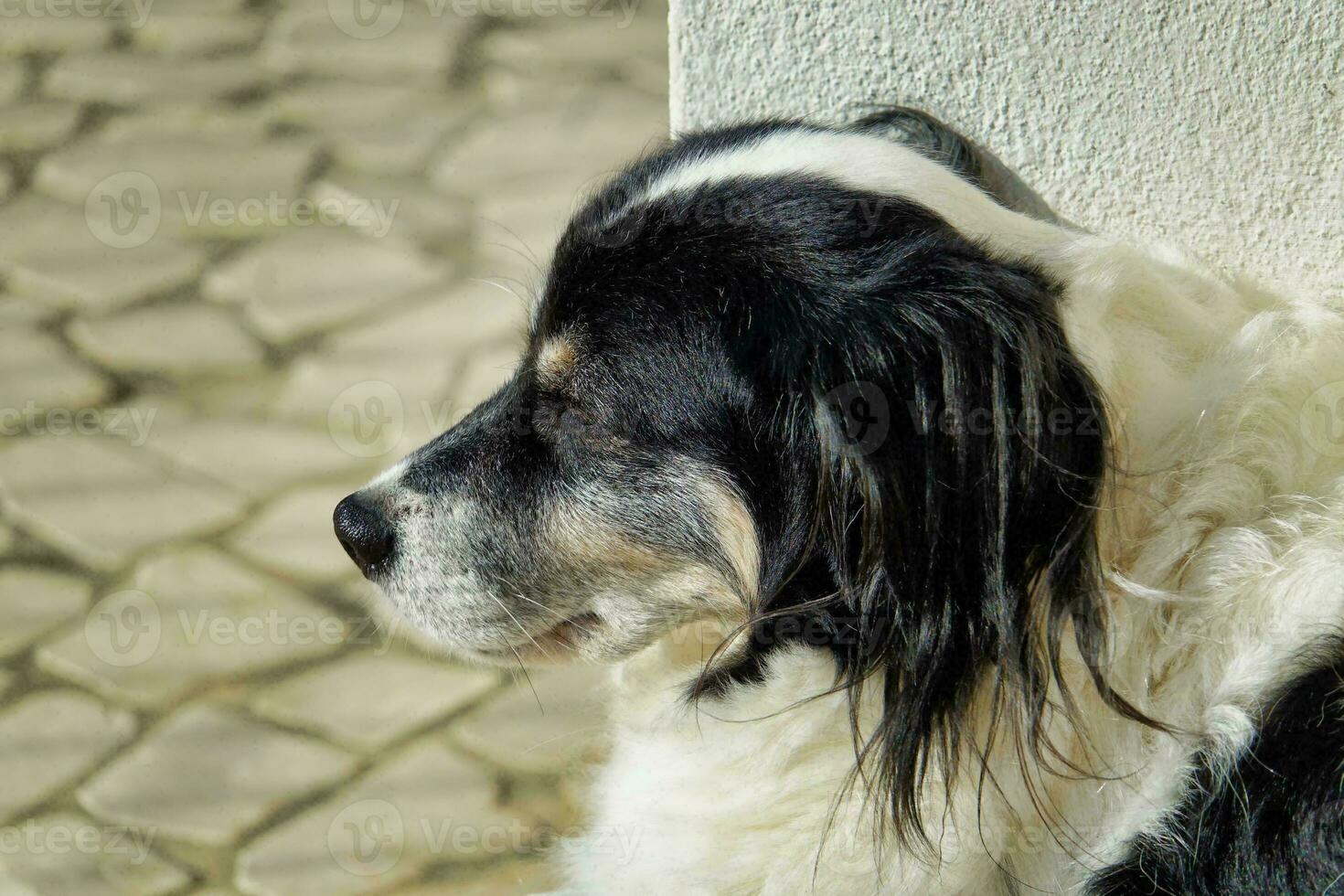 Portrait of a dog photo
