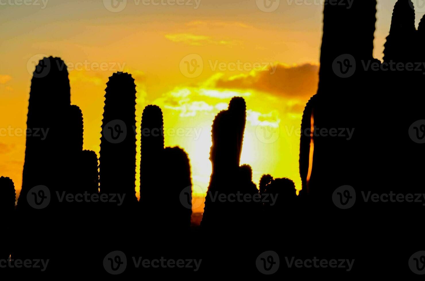 the sun setting behind a cactus plant photo