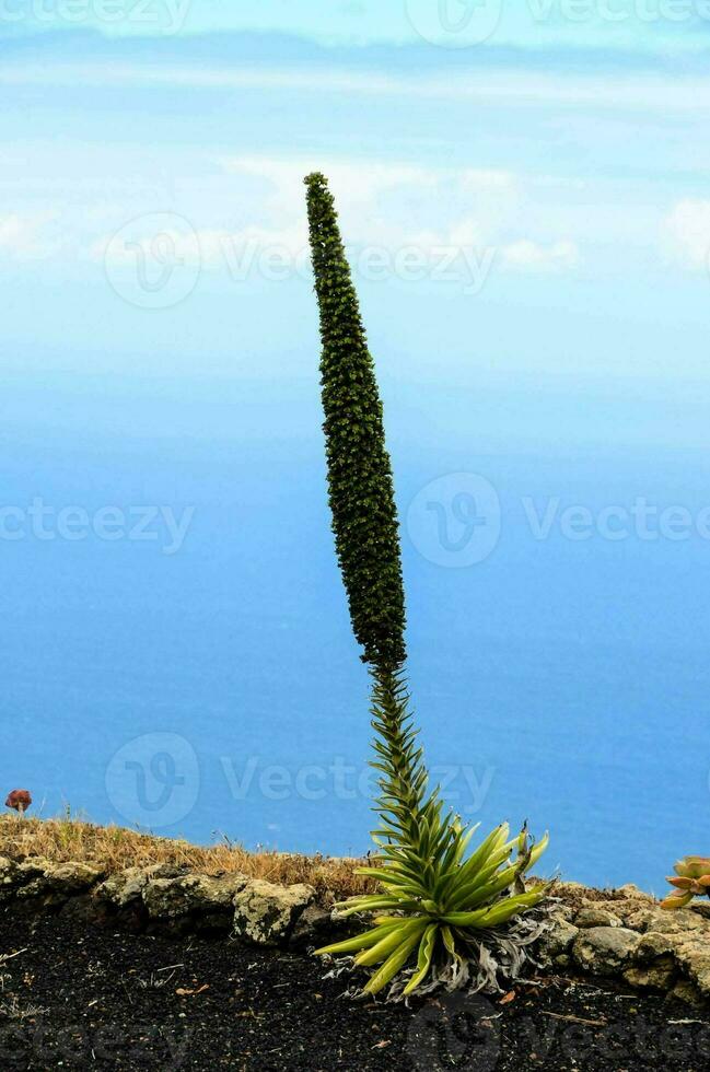 Close up of a plant photo