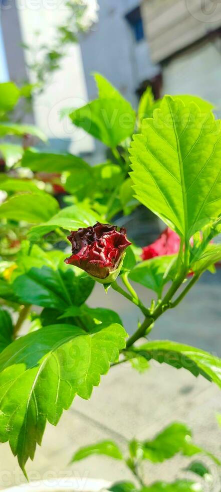 Red hibiscus flower on nature background It can be considered the queen of tropical flowers. And can also use flowers and leaves that contain mucilage for medicinal and beauty benefits as well. photo
